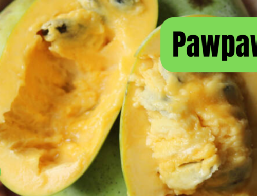 Protected: Pawpaws