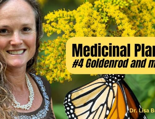 Protected: Medicinal Plants #4 Goldenrod and more